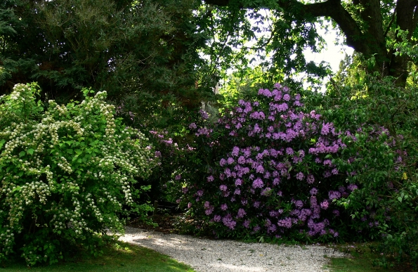 Bois des Moutiers (11) Juin 2012